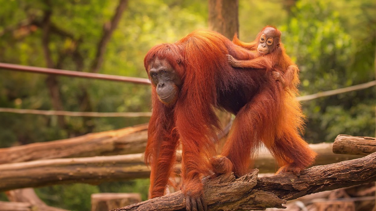 3D2N Sandakan Wildlife and Nature Adventure